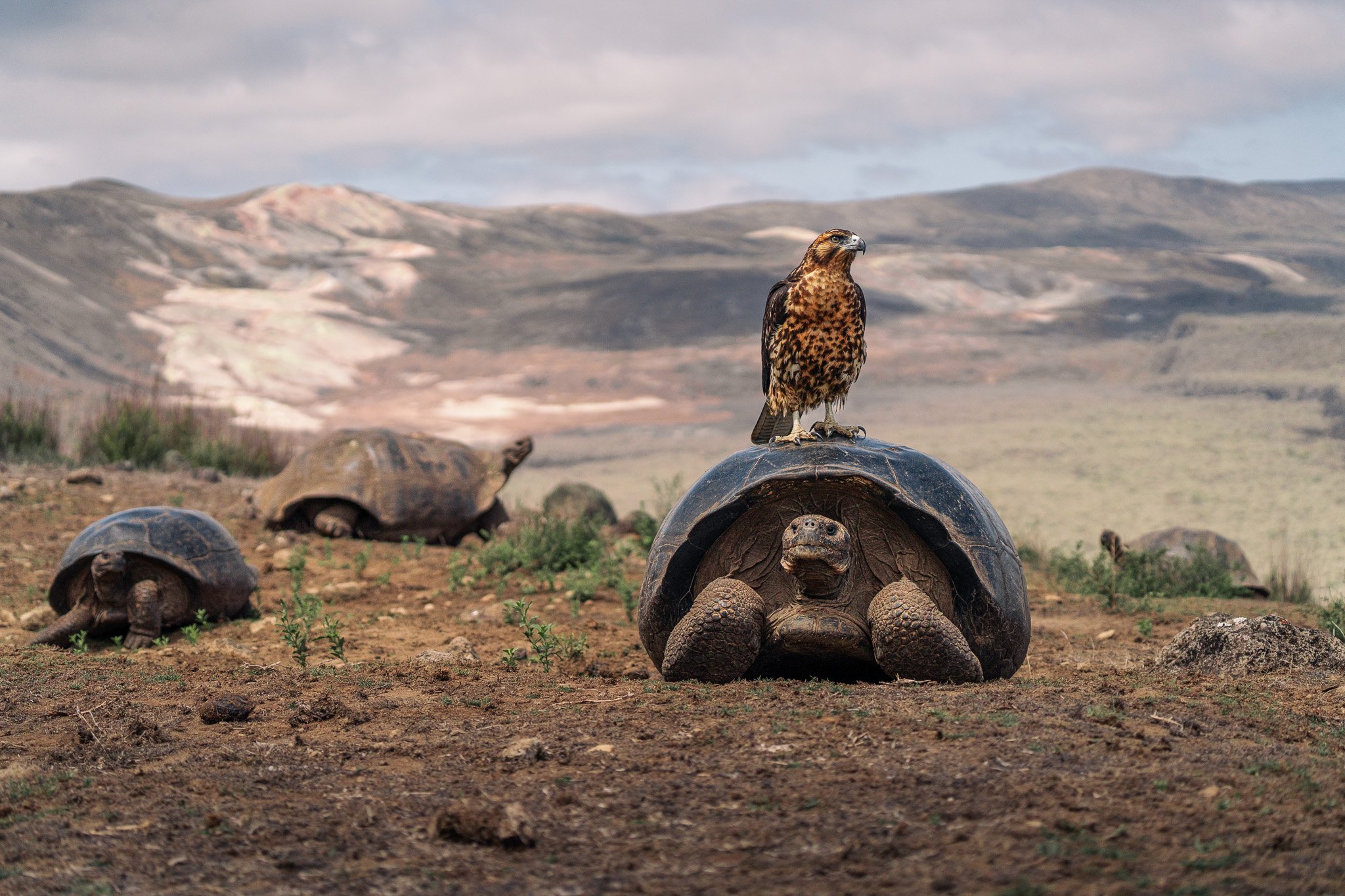 Paisaje de las Islas Galápagos con fauna local